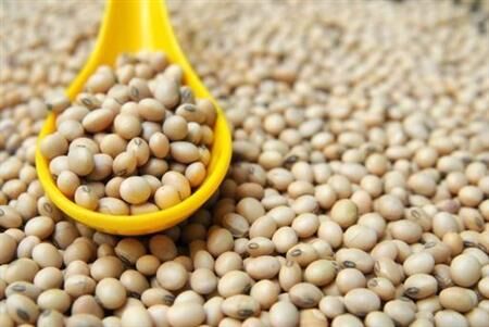 سیر نزولی قیمت کنجاله سویا در 6 ماه گذشته + جدول
