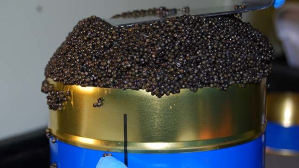 تولید 8000 تن گوشت و ۴۰۰ تن خاویار در فاز نخست مجمتع پرورشی ماهیان خاویاری گمیشان