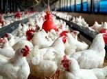 بودجه دامپزشکی نرسد، آنفلوآنزا بومی می‌شود