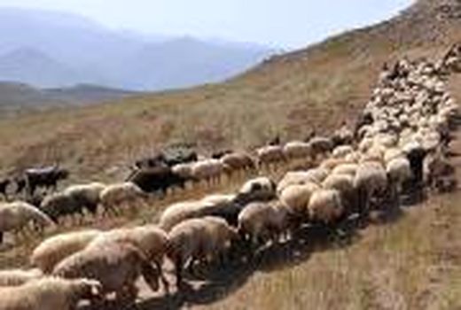 پنج محموله دام قاچاق کشف شد