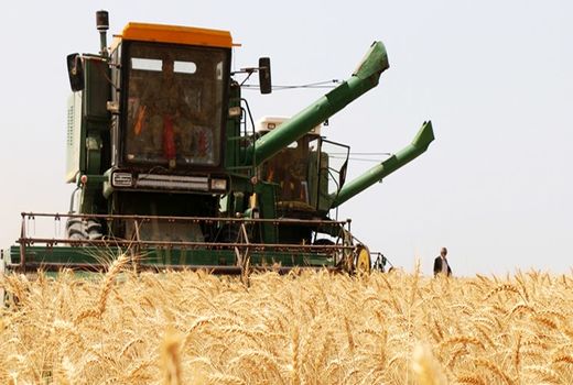 کاهش وسعت زیر کشت گندم در اصفهان