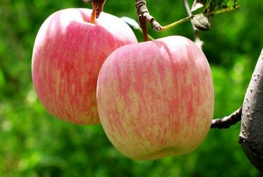 خشکسالی، عطر سیب گلاب را گرفت