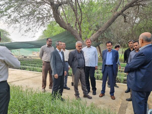 هرمزگان پیشرو در تولید نهال است