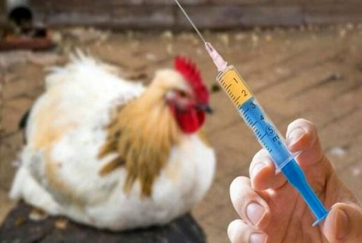 واکسیناسیون رایگان بیش از 20 هزارقطعه طیور بومی بر علیه بیماری نیوکاسل