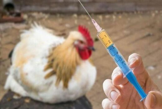 واکسیناسیون رایگان بیش از 20 هزارقطعه طیور بومی بر علیه بیماری نیوکاسل