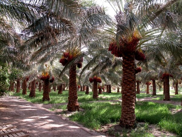 افزایش10هزارتنی ظرفیت صنایع تبدیلی وتکمیلی خرما در سیستان و بلوچستان