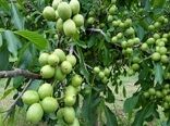پیگیری ایجاد بازار بزرگ گردو در تویسرکان