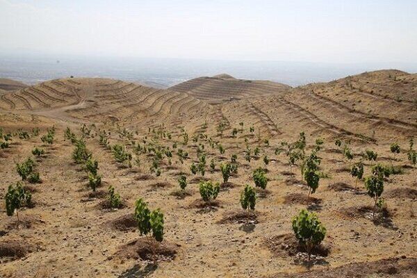 آغاز حمایت‌های مالی صنایع از طرح مردمی کاشت یک میلیارد درخت