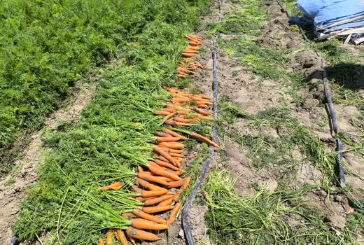 صادرات هویج قیروکارزین به کشورهای عربی