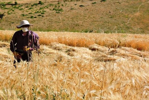 مهلت بیمه محصول گندم و کلزا در گناوه تمدید شد 
