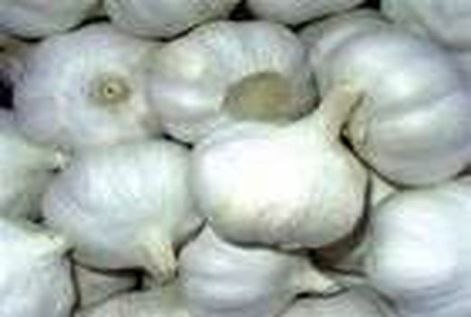 آغاز برداشت سیر در میاندورود