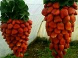 صدورگواهی محصول سالم گلخانه ای به تولید کننده زن سرمایه گذار