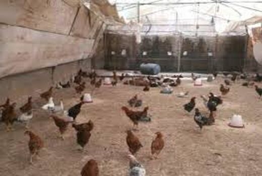  پرورش طیور توسط کانون جوانان خرمشهر