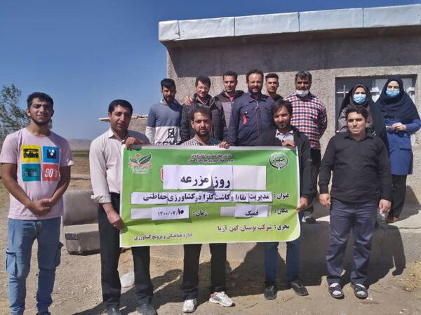 روز مزرعه کلزا در تاکستان برگزار شد