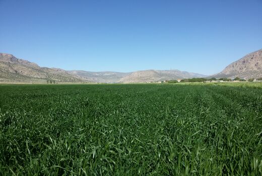 مزارع شتوی پاسارگاد محلول پاشی شد 
