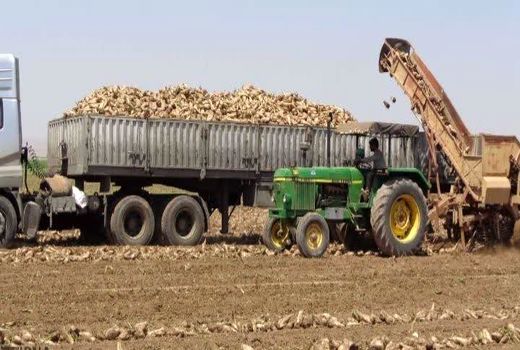 برداشت ۱۴ هزار تن چغندرقند در مزارع شهرستان آوج