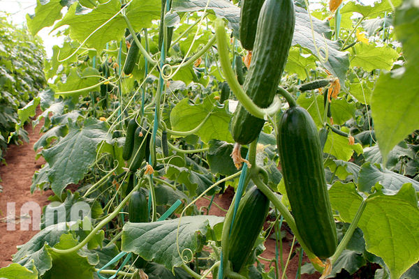 افزایش 10 برابری تولید خیار در گلخانه