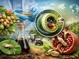 آفت‌کش زیست‌تخریب‌پذیر سرکه چوب با فناوری ناوکپسول؛ راهکاری نوین برای مهار همزمان پسیل پسته و کرم گلوگاه انار