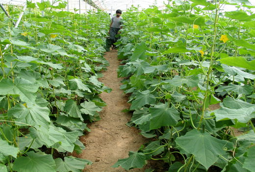 تولید محصولات گلخانه‌ای ۶ هزار فرصت شغلی در یزد ایجاد کرد