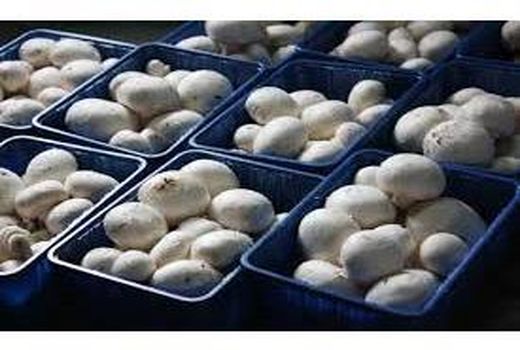 تولید410 تن قارچ خوراکی در آمل 