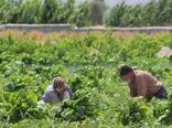 رشد تولید با اتکای به دانش؛ شکافی که هنوز در مزرعه باقی مانده است