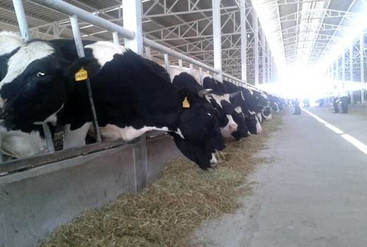 بیش از 2 میلیون راس احشام در آذربایجان غربی پلاک کوبی شد