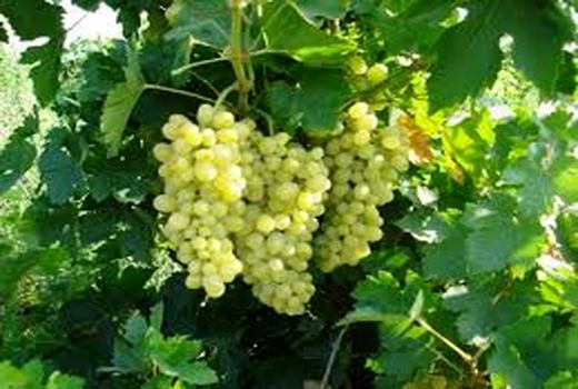 تولید بیش از 72 تن  انگور در هر هکتار درشهرستان کوار 