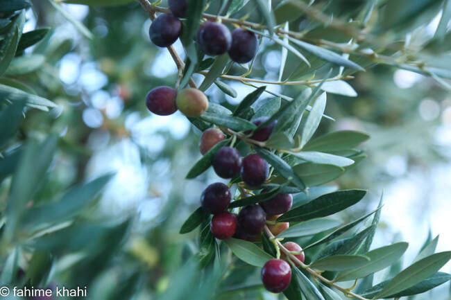 از لمس شاخه تا عصاره ی نور  