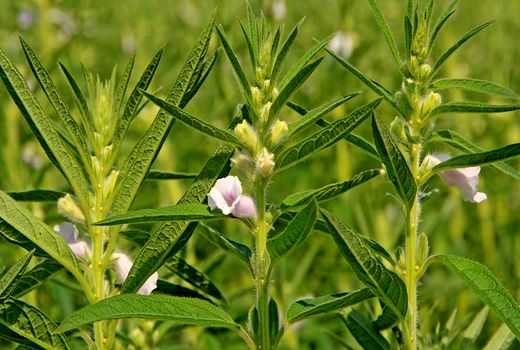 آموزش کاشت، داشت و برداشت کنجد در خرمشهر