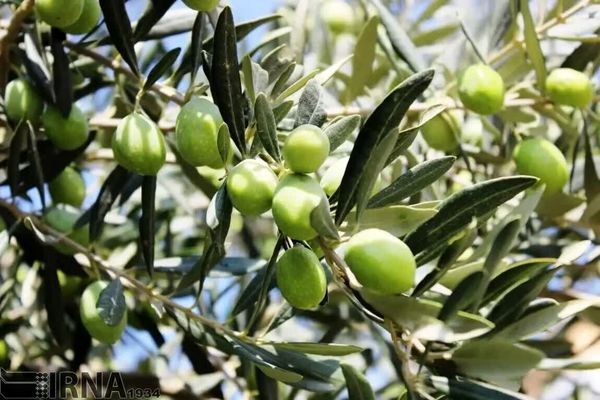 مبارزه با مگس زیتون در سطح 4 هزار و 500 هکتاراز باغات زیتون شهرستان قزوین