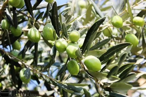 مبارزه با مگس زیتون در سطح 4 هزار و 500 هکتاراز باغات زیتون شهرستان قزوین