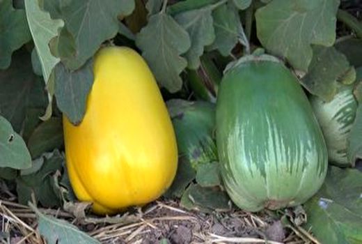 تولید فلفل دلمه‌ای با طعم بادمجان