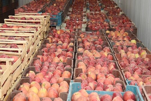 محصولات کشاورزی پایه صادرات غیرنفتی