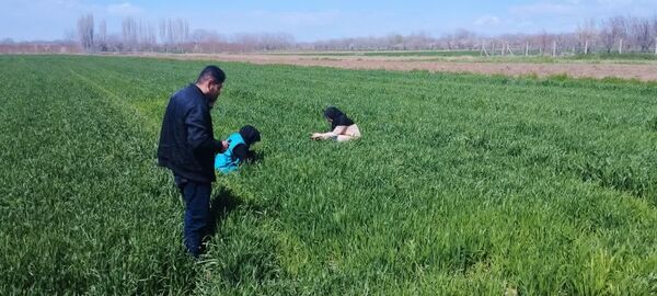 افزایش پایش میدانی مزارع گندم برای کنترل زنگ زرد در شهرستان عجب شیر