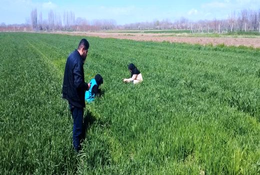 افزایش پایش میدانی مزارع گندم برای کنترل زنگ زرد در شهرستان عجب شیر