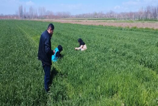 افزایش پایش میدانی مزارع گندم برای کنترل زنگ زرد در شهرستان عجب شیر