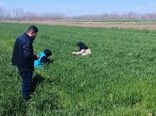 افزایش پایش میدانی مزارع گندم برای کنترل زنگ زرد در شهرستان عجب شیر