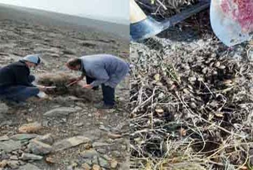 پایش اماکن زمستان گذران سن غلات در ارتفاعات استان اصفهان