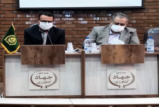 22 هزار هکتار مزارع شتوی شیراز در حال برداشت است 