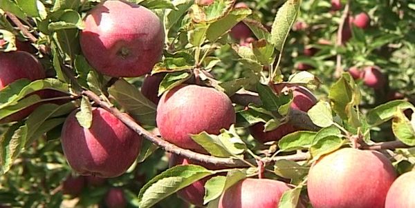 پیش بینی برداشت 200 هزار تن سیب درختی در سمیرم