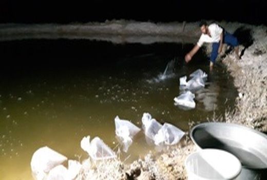 پیش‌بینی تولید 400 کیلو میگو در لارستان