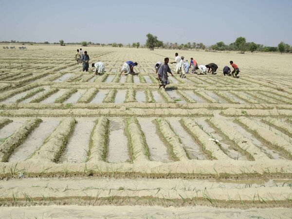 واگذاری 874 هکتار از اراضی ملی به متقاضیان بخش کشاورزی سیستان وبلوچستان