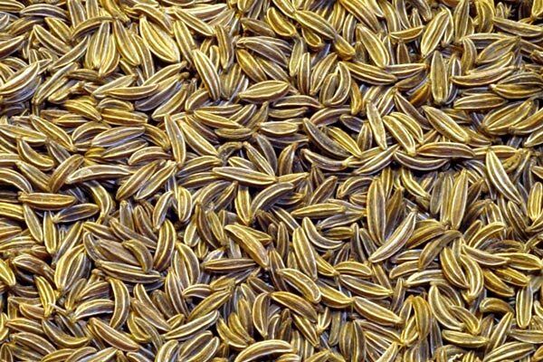 کشت زیره سبز در سطح 10 هکتار از مزارع کشاورزی شهرستان البرز