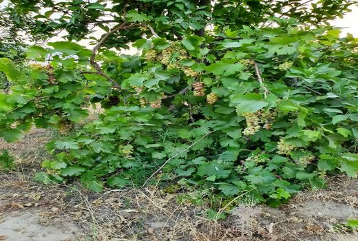 برداشت انگور از تاکستان‌های اندیکا