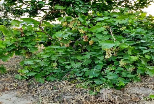 برداشت انگور از تاکستان‌های اندیکا
