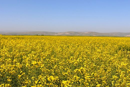 پیش بینی کشت 3500 هکتار کلزا در استان کرمانشاه