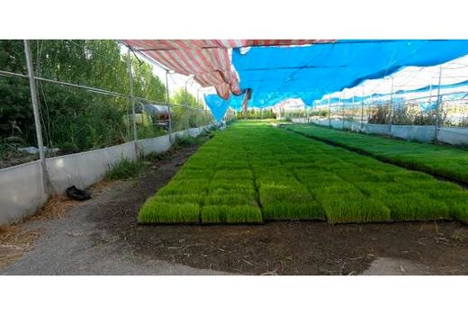 پیش بینی کشت مکانیزه 10 هزار هکتاری برنج در محمودآباد