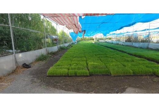 پیش بینی کشت مکانیزه 10 هزار هکتاری برنج در محمودآباد