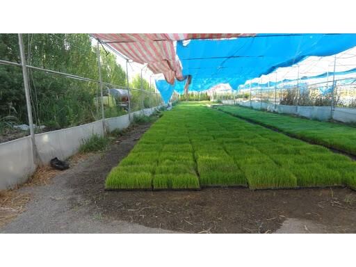 پیش بینی کشت مکانیزه 10 هزار هکتاری برنج در محمودآباد