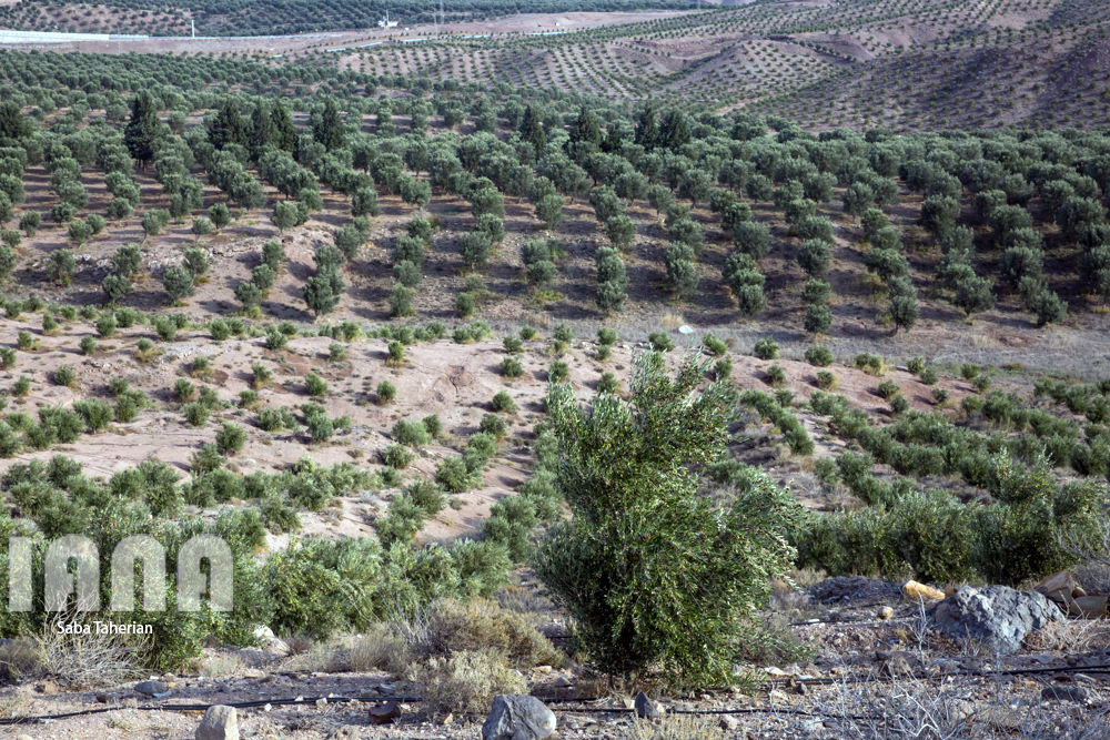  باغ بزرگ زیتون‌کشور در منجیل